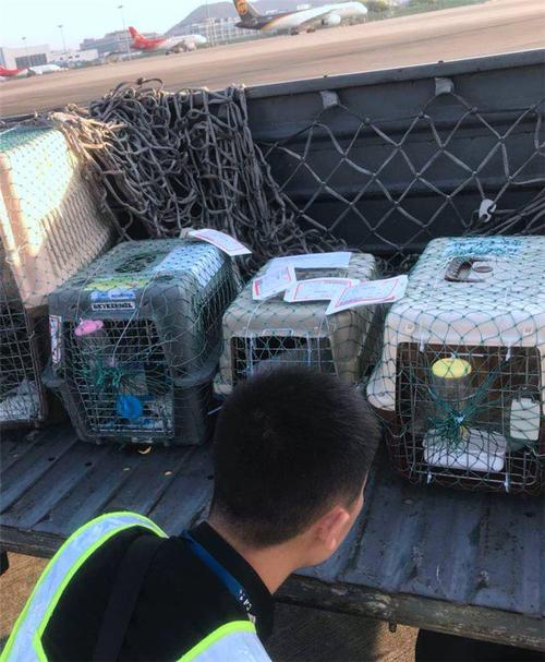 猫托运 吃东西
