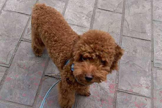 贵宾犬咬东西怎么办