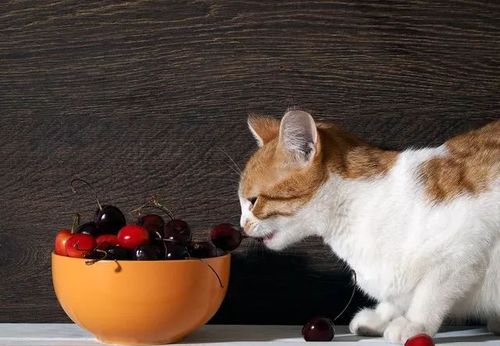 猫不吃东西怎么补充维生素