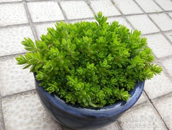 垂盆草栽培技术