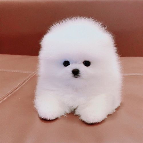 买的博美幼犬吐不吃东西怎么办
