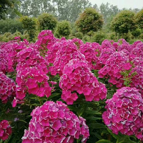 宿根花卉栽培技术