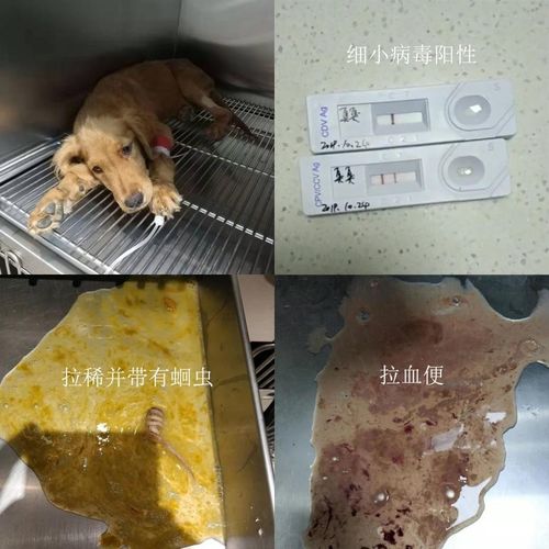 小狗细小好转吃东西没拉屎