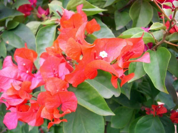 叶子花怎么栽培