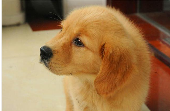 小金毛犬怎么训练她不叫