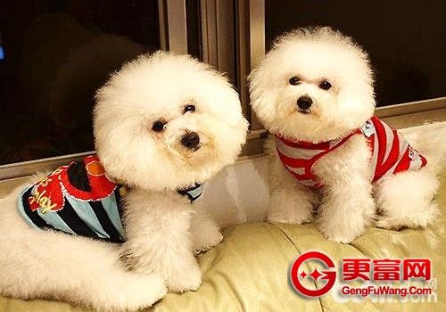 比熊犬的训练饲养方法