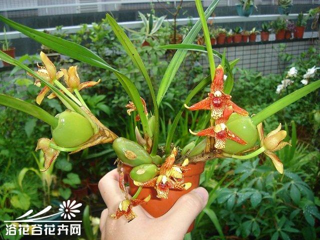 兰科花卉栽培