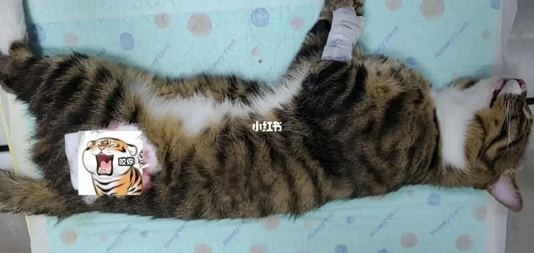 猫刨腹后需要注意什么东西