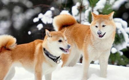 秋田犬怎样训练大小便