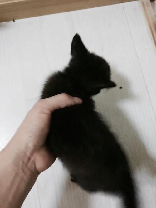 小猫身上长黑色的东西怎么办