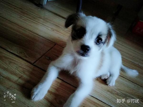 怎么训练串串狗大小便