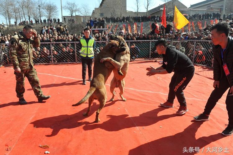 训练斗犬怎么训练