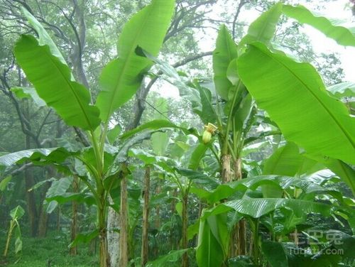 芭蕉栽培技术