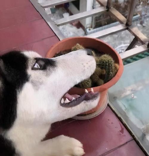 哈士奇吃东西就干呕怎么办