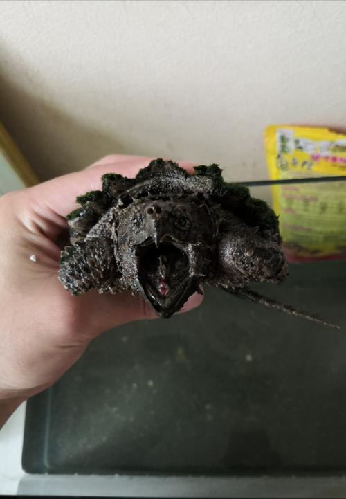鄂龟突然不吃东西