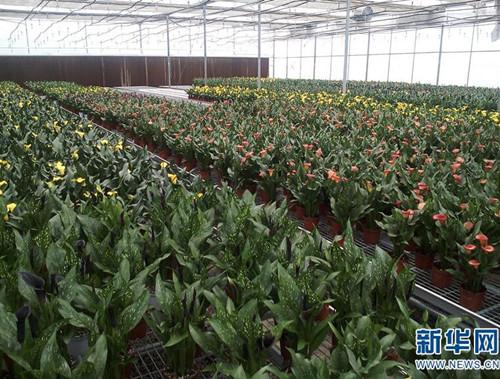 云南省花卉栽培学校