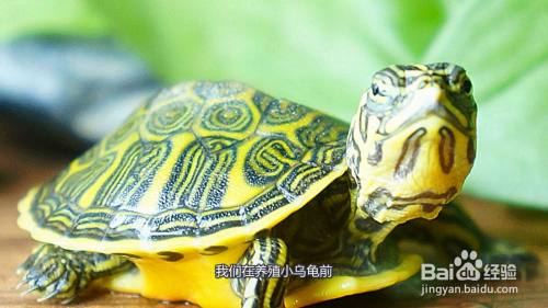 乌龟怎么喂东西