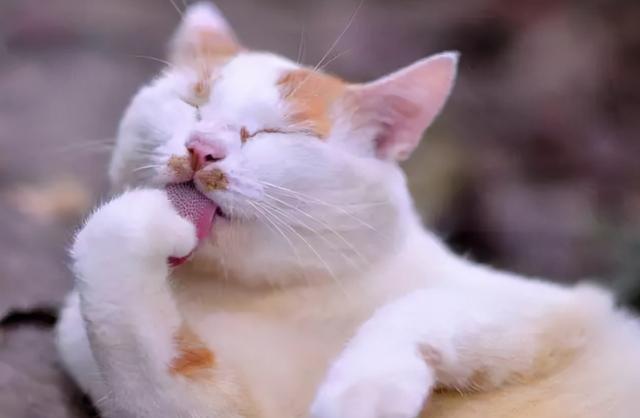 猫咪总舔东西