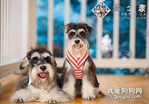 怎么样训雪纳瑞叼东西