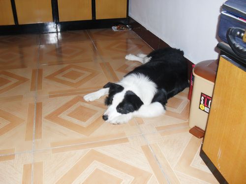 四个月边牧幼犬如何训练大小便