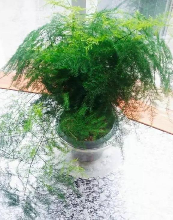 水培文竹的养殖方法