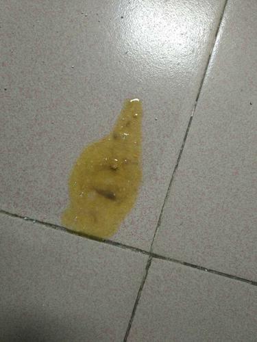奶猫不吃东西拉肚子怎么办
