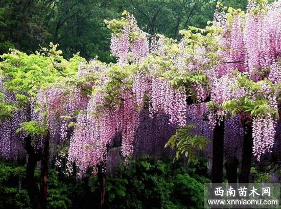 紫藤的栽培手段