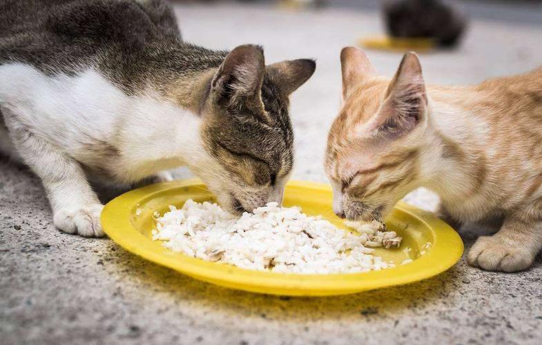 猫猫到新家不吃东西