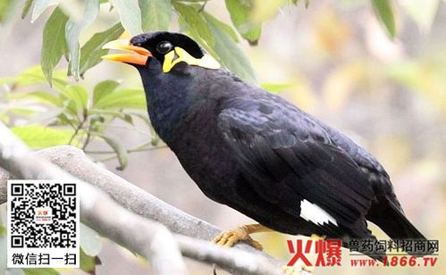 训练小鹩哥说话