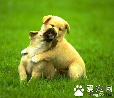 成年犬训练注意要项