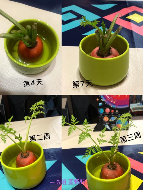 栽培植物过程