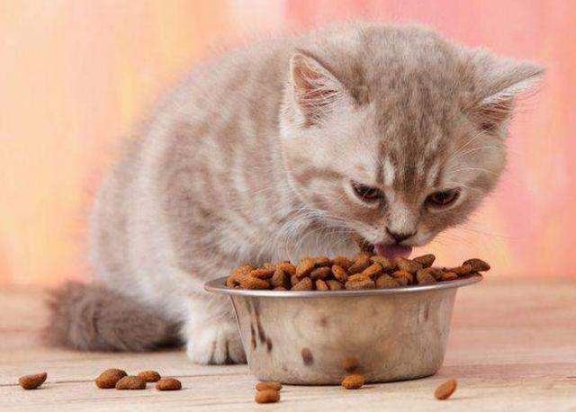 猫吃东西就吐怎么办