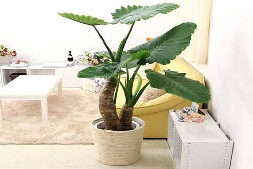 海芋的养殖方法