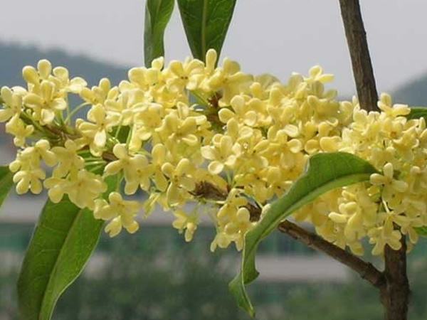 桂花树的养殖方法