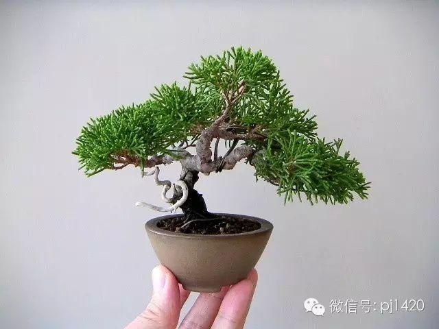 微型盆景栽培技术