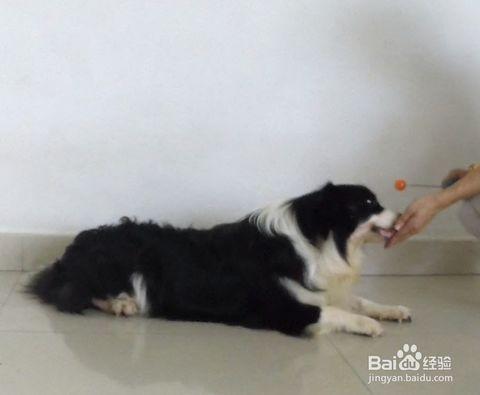 怎么训练狗狗卧座