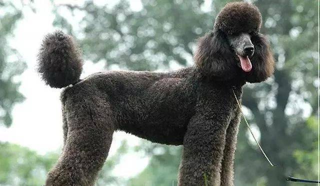巨型贵宾犬怎么训练