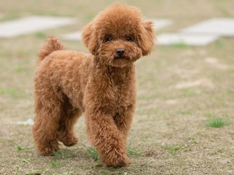 怎么从小训练泰迪犬