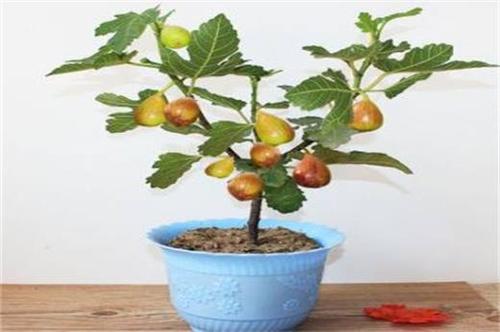 盆栽栽培技术