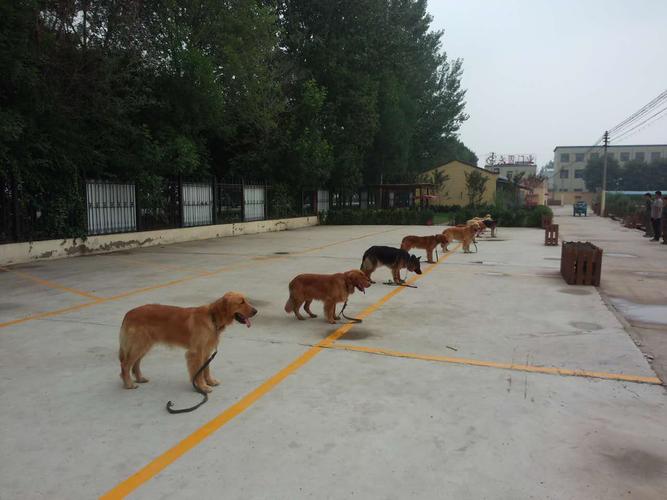 训练犬学校培训班