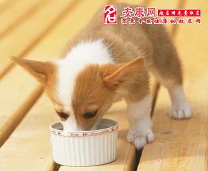狗吃东西猴急