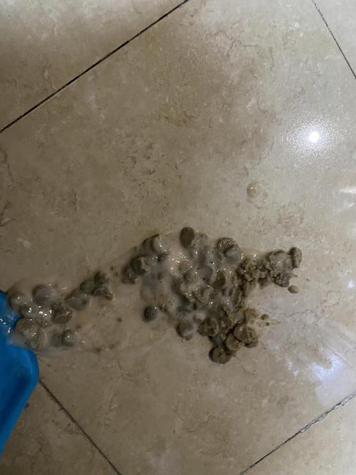 猫吃完东西想吐