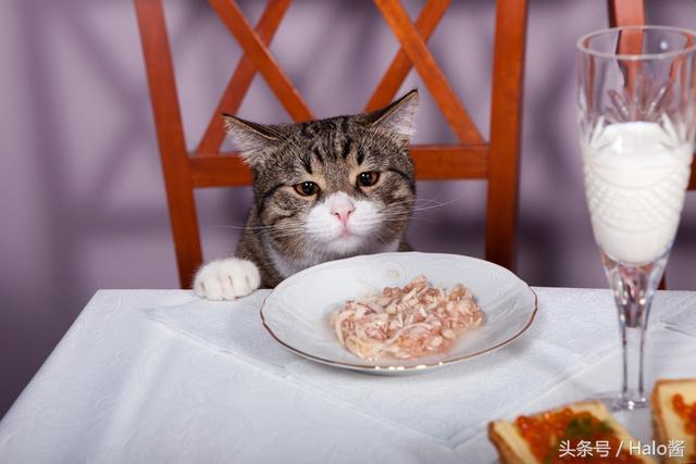 4个月的小猫不爱吃东西怎么办