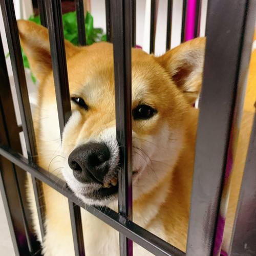 狗狗关笼子训练