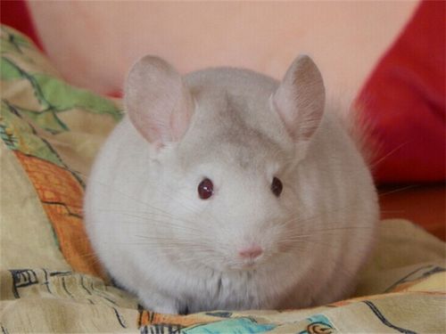 怎么训练龙猫听话
