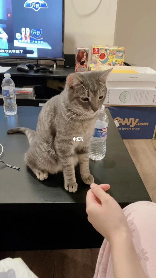 如何训练猫咪不挠人