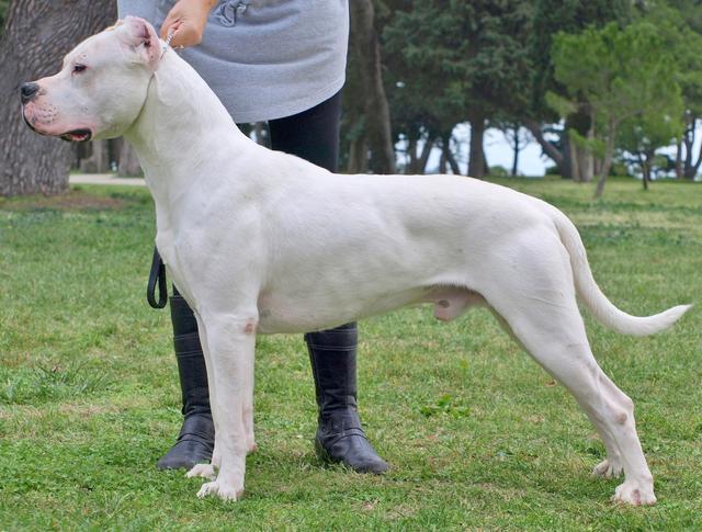 杜高犬怎样训练