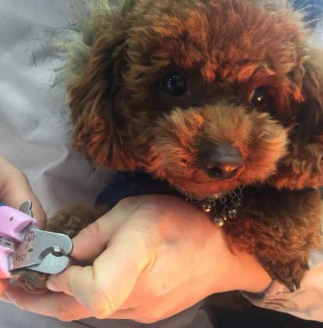 泰迪幼犬喉咙卡东西怎么办