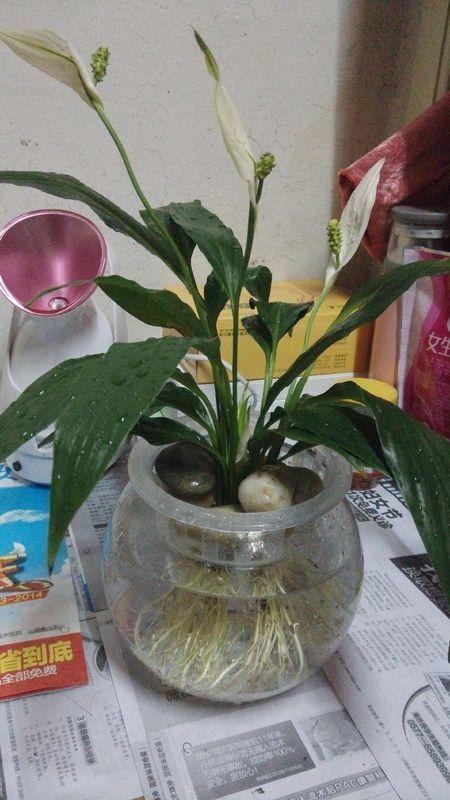 水栽培花怎么养