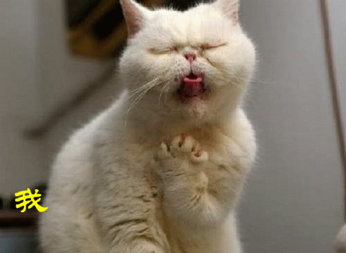 猫咪病了吃东西就吐